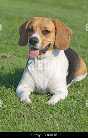 Beagle - auf der Wiese liegend Stockfoto