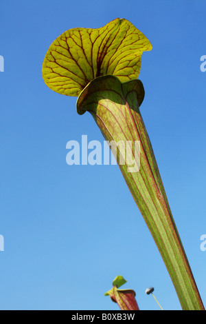 Fleischfressende Pflanze gelb oder Trompete Kannenpflanzen Sarracenia Flava Vielzahl Rubricorpora, Florida USA Stockfoto