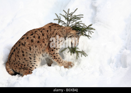 Europäische Luchs - sitzen im Schnee / Lynx Lynx Stockfoto