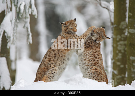 Europäische Luchs - zwei jungen im Schnee / Lynx Lynx Stockfoto