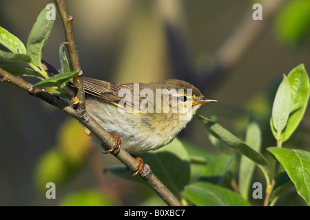 Fitis (Phylloscopus Trochilus), in Weiden Niederwald, Schweden, Lappland Stockfoto