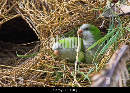 Mönch Sittich (Myiopsitta Monachus), Cuople im Nest, Fuerteventura Stockfoto