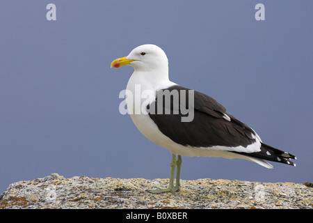 südlichen Black-backed Gull (Larus Dominicanus), Gefieder Pflege, Kapprovinz, Südafrika, Kapstadt Stockfoto