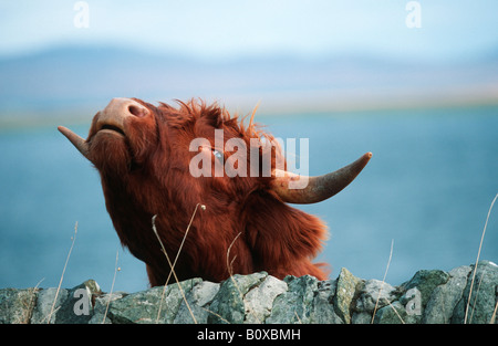 Schottische Hochlandrinder (Bos Primigenius F. Taurus), Blick über Mauer Stockfoto