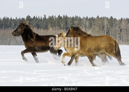 Drei junge Islandpferde - Trab im Schnee Stockfoto