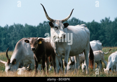 Ungarische Steppenrinder, ungarische Grauvieh ungarischen podolischen Steppenrind (Bos Primigenius F. Taurus), Herde auf der Weide, Stockfoto