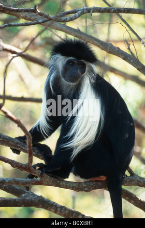 König Colobus, westlichen Trauerschnäpper Colobus, westlichen schwarz-weißen Stummelaffen (Colobus Polykomos Angolensis), sitzen auf Ästen Stockfoto