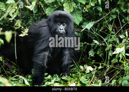 Berggorillas (Gorilla Gorilla Beringei), im Dickicht, demokratische Republik Kongo Virunga Nationalpark Stockfoto