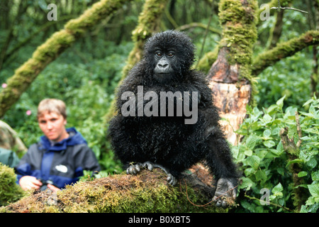 Berggorillas (Gorilla Gorilla Beringei), mit Touristen, demokratische Republik Kongo Virunga-Nationalpark Stockfoto