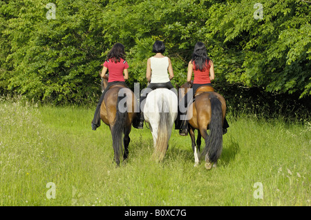 drei junge Damen auf Paso Fino Pferde Reiten Stockfoto