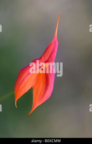 Masdevallia (Masdevallia Veitchii), Blume, NRW Stockfoto