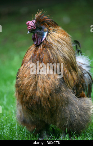 Japanische Silkie, japanische Silky Huhn (Gallus Gallus F. Domestica), auf Wiese Stockfoto