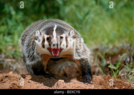 Nordamerikanischer Dachs (Taxidea Taxus), bedrohliche Geste, USA Stockfoto