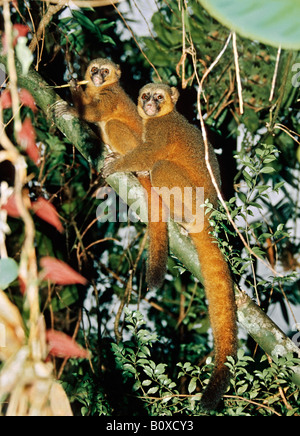 Golden Bambus Lemur (Hapalemur Aureus), männliche mit jungen, jungen Essen Bambussprossen, Madagaskar Stockfoto