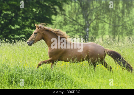 Paso Fino Pferd Hengst - im Galopp auf der Wiese Stockfoto