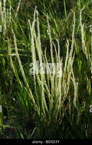 Thread-leaved Sonnentau Drosera Filiformis Var Tracyi Florida USA Stockfoto