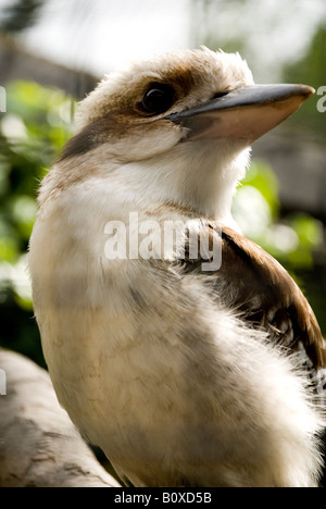 Kookaburra auf einen Barsch in einem Zoo skywards Stockfoto