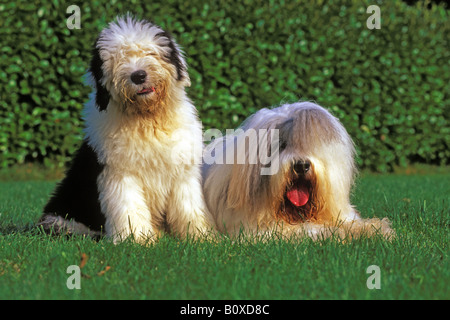 Old English Sheepdog (Canis Lupus Familiaris), Erwachsene mit Welpen sitzen auf einer Wiese im Garten Stockfoto