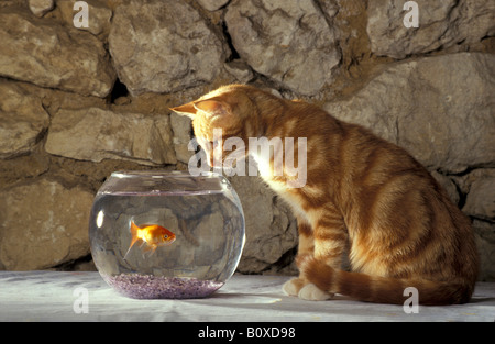 Hauskatze, Europäisch Kurzhaar (Felis Silvestris, Felis Catus) sitzen vor einem Goldfish bowl während Fische beobachten Stockfoto