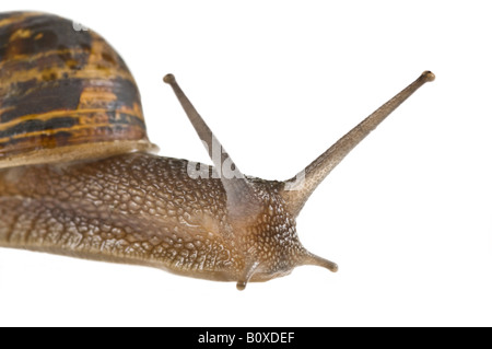 Eine gemeinsame Garten-Schnecke (Helix Aspersa) rein weißem Hintergrund. Stockfoto