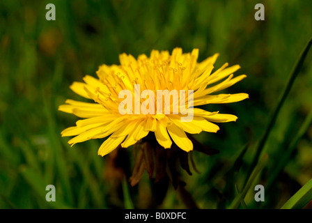 LÖWENZAHN BLÜTE NAHAUFNAHME Stockfoto