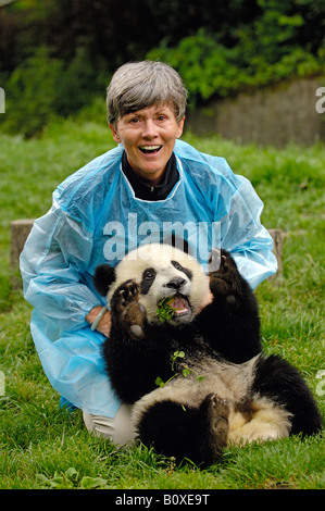 Großer Panda (Ailuropoda Melanoleuca). Lachende Frau-Tourist mit Pandababy lag teilweise auf dem Schoß Stockfoto