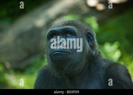 Porträt von Flachlandgorilla im Kongo Gorilla Forest Bronx Zoo USA Stockfoto