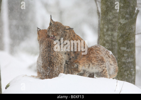 2 Europäische Luchs - mit Jungtier im Schnee / Lynx Lynx Stockfoto