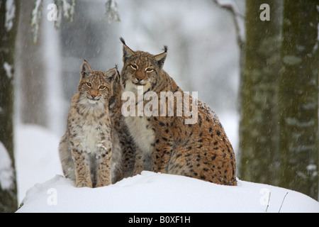 Europäische Luchs - mit Jungtier im Schnee / Lynx Lynx Stockfoto