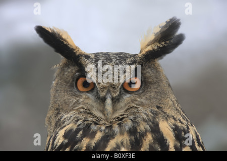 Eurasische Uhu - Portrait / Bubo Bubo Stockfoto