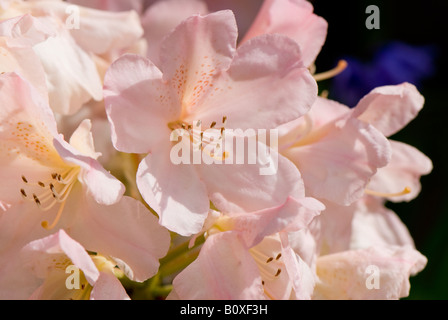 Rhododendron-Blume in voller Blüte Stockfoto