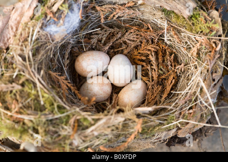 Nahaufnahme eines Robins Nest mit ein Gelege Stockfoto