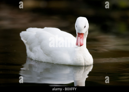 Coscoroba Schwan - Coscoroba coscoroba Stockfoto