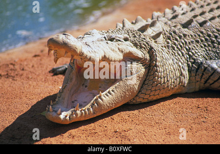 Ein riesiger 25 Fuß lange Salzwasser Krokodil sonnte sich auf eine rote Erde Bank in Westaustralien Stockfoto