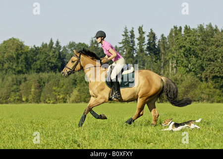 Junge Dame Reiter auf Pferd mit Jack Russell Terrier Stockfoto