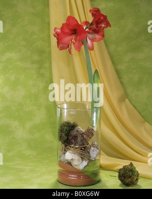 Amaryllis im Glas Stockfoto