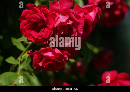 Nahaufnahme von rosa Blüten Stockfoto