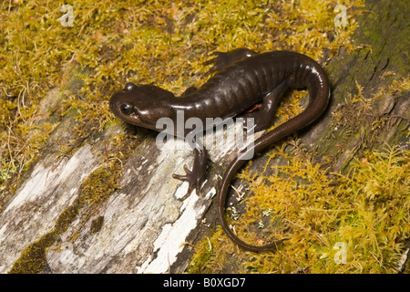 Nordwestlichen Salamander Ambystoma gracile Kalifornien Vereinigte Staaten von Amerika, Familie Ambystomatidae Stockfoto