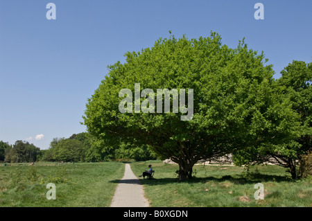 Frau sitzt im Schatten eines Baumes an einem glühend heißen Tag auf Tunbridge Wells Common in Tunbridge Wells Kent Stockfoto