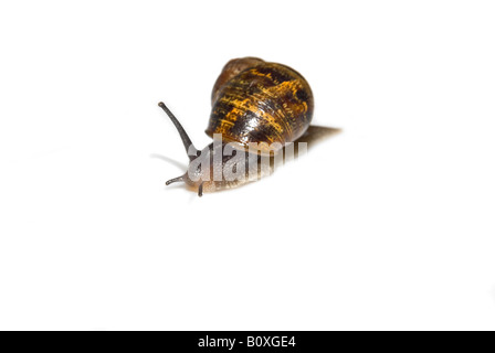 Horizontale Makro einer gemeinsamen Garten Schnecke "Helix Aspersa" auf einer rein weißen Hintergrund. Stockfoto