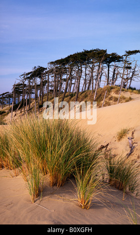 Ein Blick auf Pinien und Dünen in der Oregon Dunes National Recreation Area, die 40 Meilen entlang der Oregon-Pacific Coas erstreckt sich Stockfoto