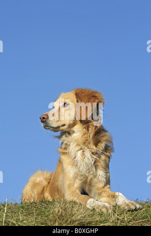 halbe Rasse Hund (golden Retriever/Nova Scotia Duck tolling Retriever) - auf der Wiese liegend Stockfoto