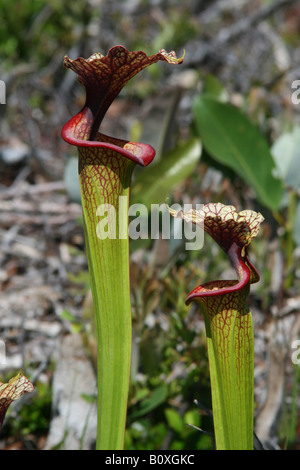 Schlauchpflanze Sarracenia X moorei Hybrid (Sarracenia Flava X leucophylla), oder möglicherweise eine Rückkreuzung, Florida USA Stockfoto