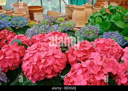 Unten Hortensie Hydrangea macrophylla Stockfoto