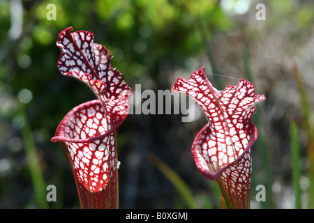 Weiß-Spitze Schlauchpflanze Sarracenia Leucophylla Florida USA Stockfoto