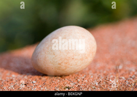 Nahaufnahme eines einzigen Robin Ei Stockfoto