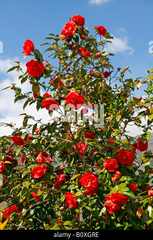 Camellia japonica Stockfoto