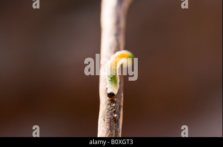 Ein Makro Bild eine kleine grüne und gelbe Raupe kriecht unten einen kurzen Zweig mit einem tiefen braunen Hintergrund. Stockfoto