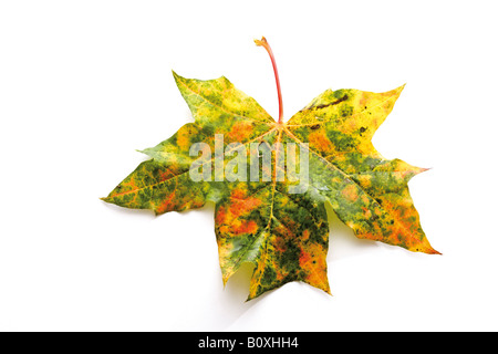 Im Herbst farbige Ahornblatt Stockfoto