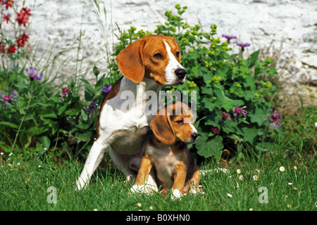 Beagle Canis Lupus Familiaris Erwachsener mit Welpen sitzen in einem Garten Stockfoto